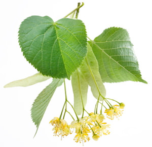 Il profumo di fiori di tiglio nei vini