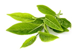 Il profumo di foglie di thè nei vini