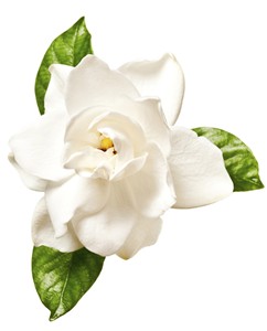 Il profumo di gardenia nei vini