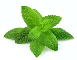 Il profumo di menta nei vini