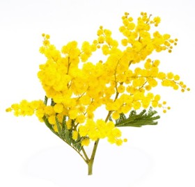 Il profumo di mimosa nei vini