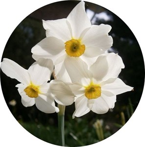 Il profumo di narciso nei vini