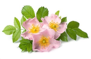 Il profumo di rosa canina nei vini
