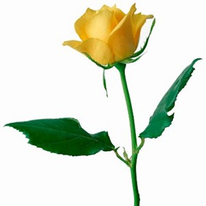 Il profumo di rosa gialla nei vini