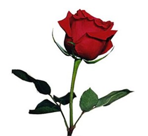 Il profumo di rosa canina nei vini