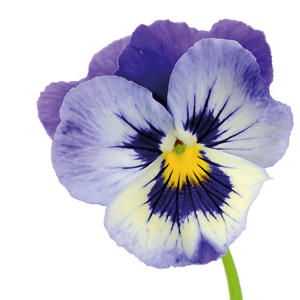 Il profumo di viola nei vini