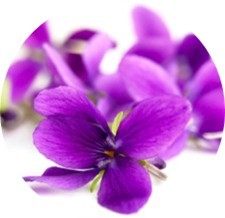Il profumo di violetta nei vini