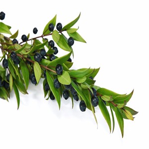 Il profumo di mirto nei vini
