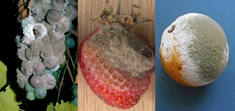 botrytis cinerea come malattia