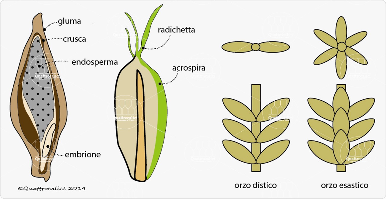 Malto d'Orzo – Materie prime della Birra - Quattrocalici