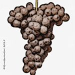 koshu vitigno giapponese