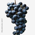 muscat bailey a vitigno giapponese