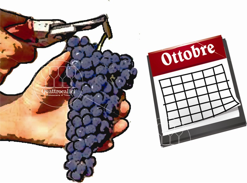 uva maturazione media
