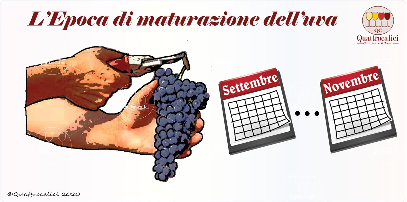 epoca maturazione uva