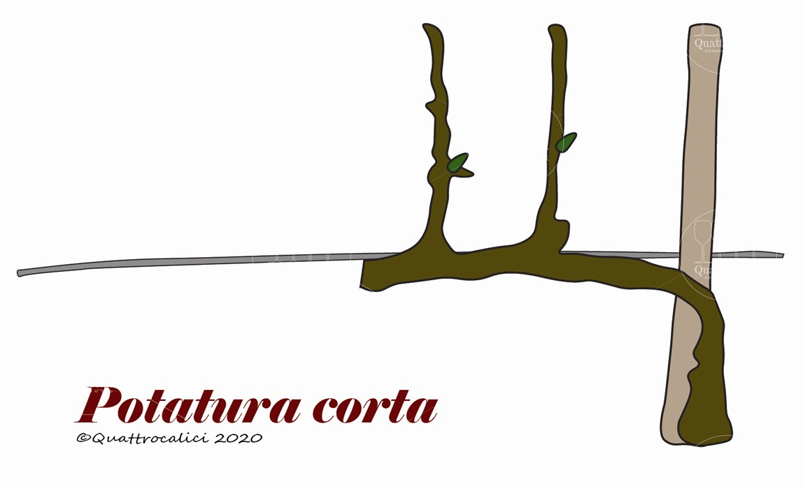 potatura corta vite