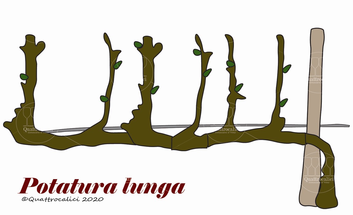 potatura lunga vite