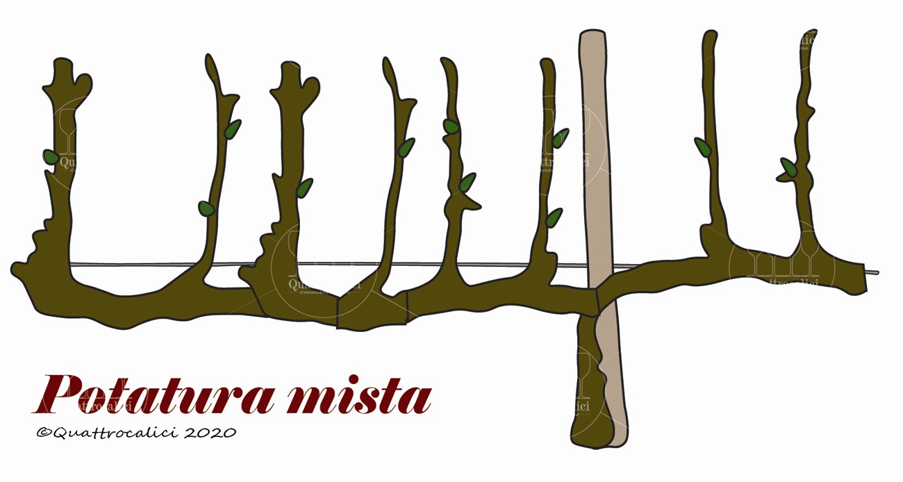 potatura mista vite
