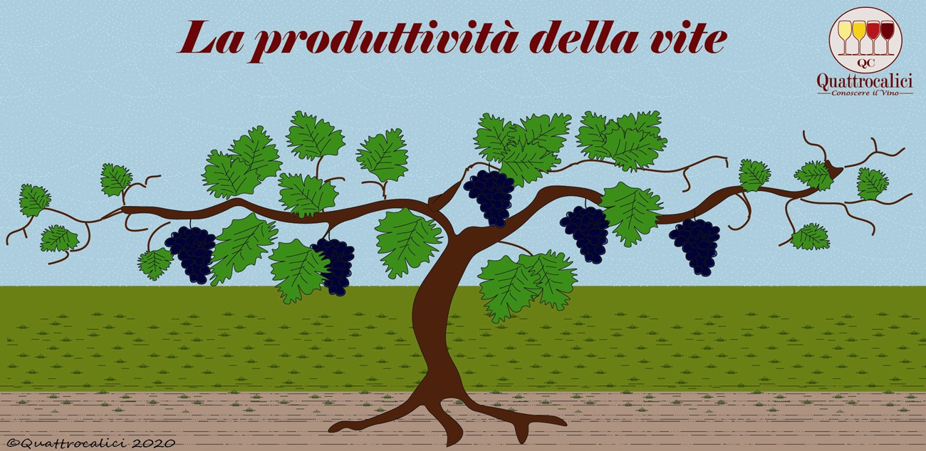 produttività della vite