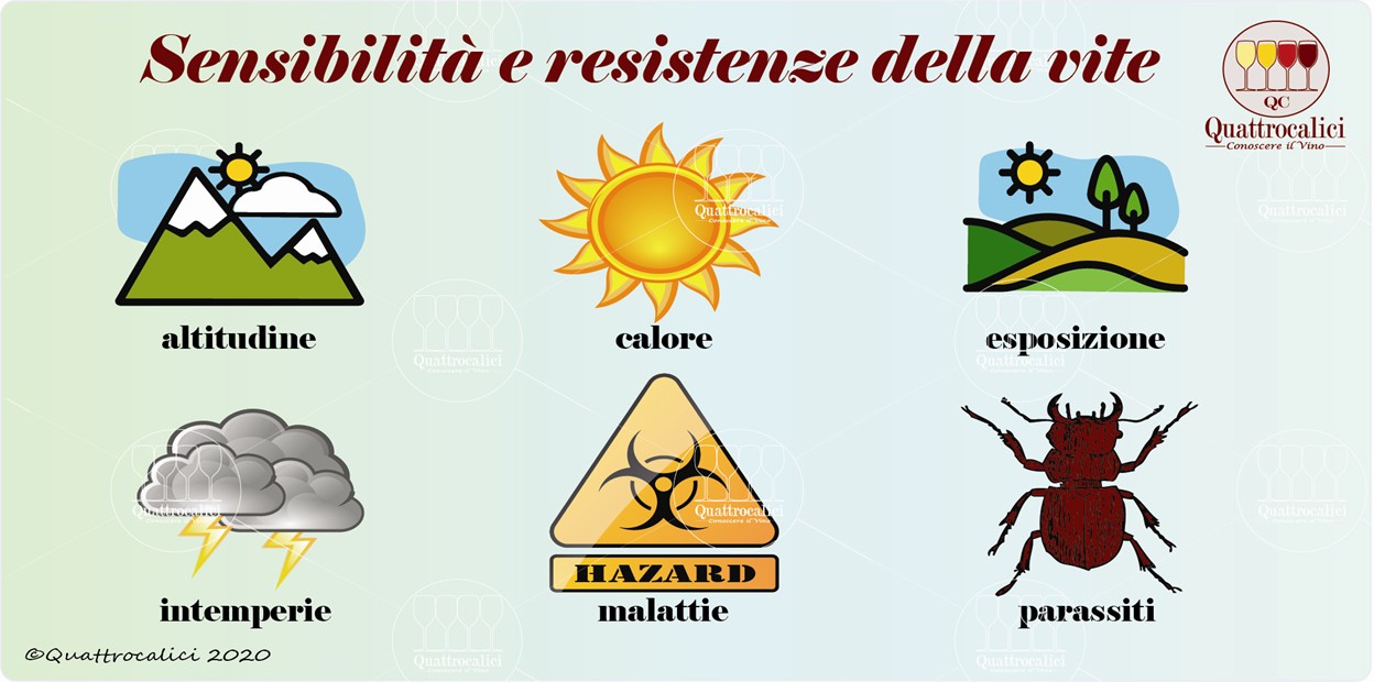 sensibilità e resistenze della vite
