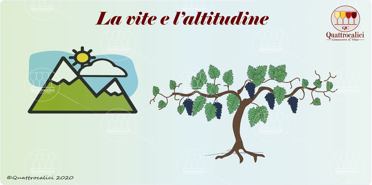 La vite e l'altitudine