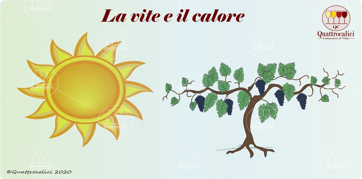 La vite e il calore