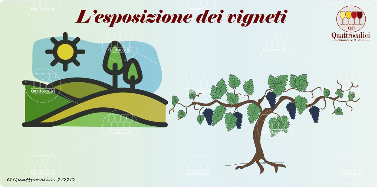 L'esposizione dei vigneti