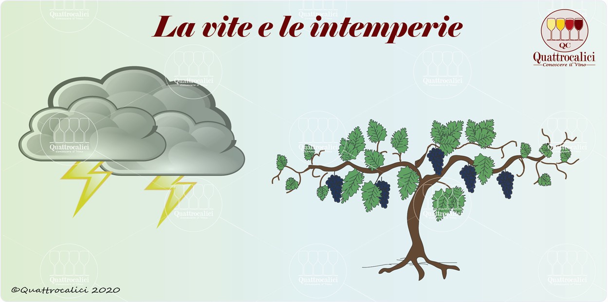 La vite e le intemperie