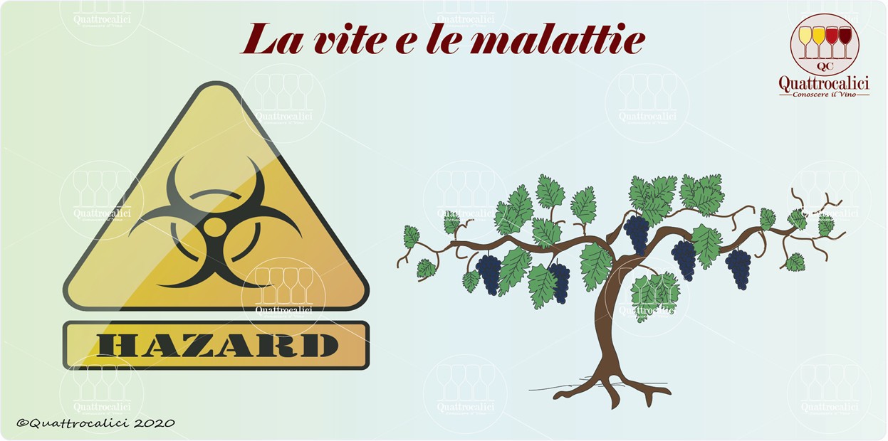 malattie della vite