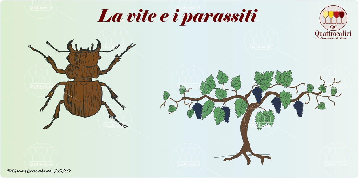 I parassiti della vite