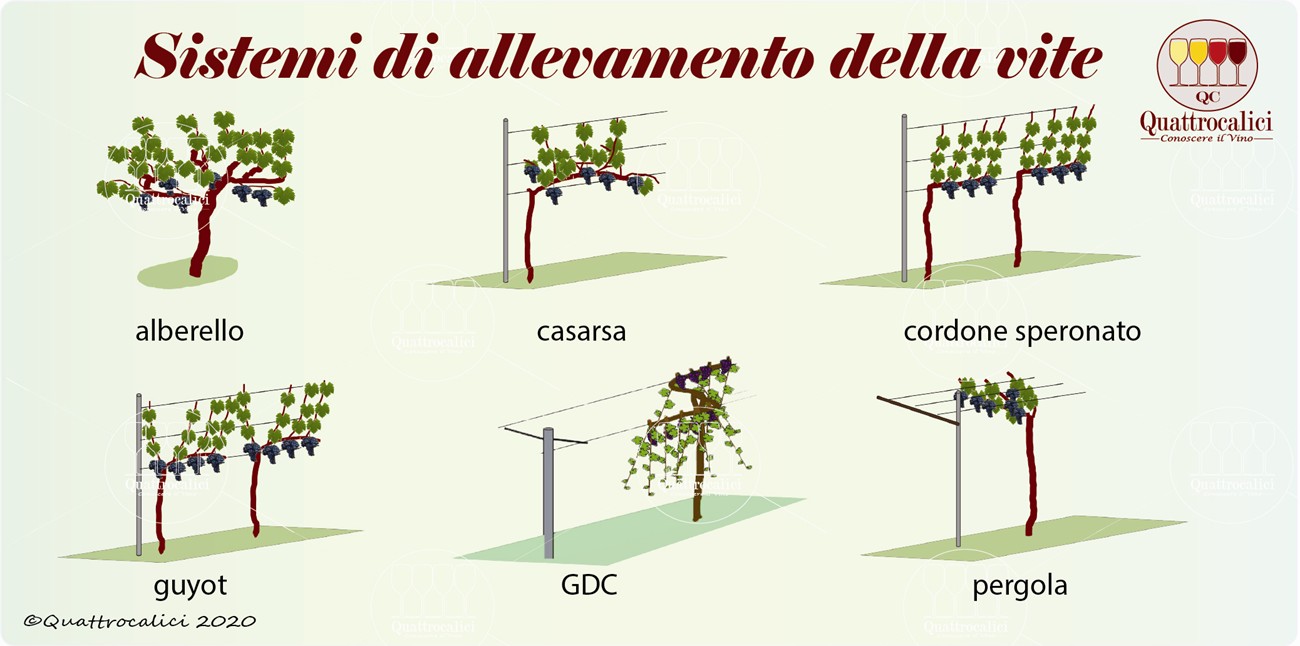 sistemi di allevamento per la vite