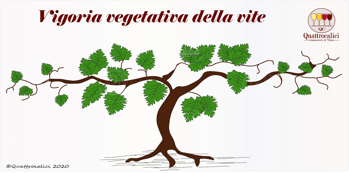 vigoria vegetativa della vite