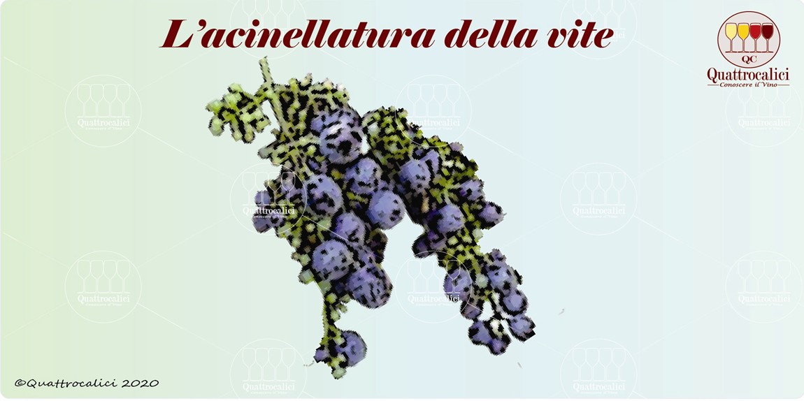 l'acinellatura della vite