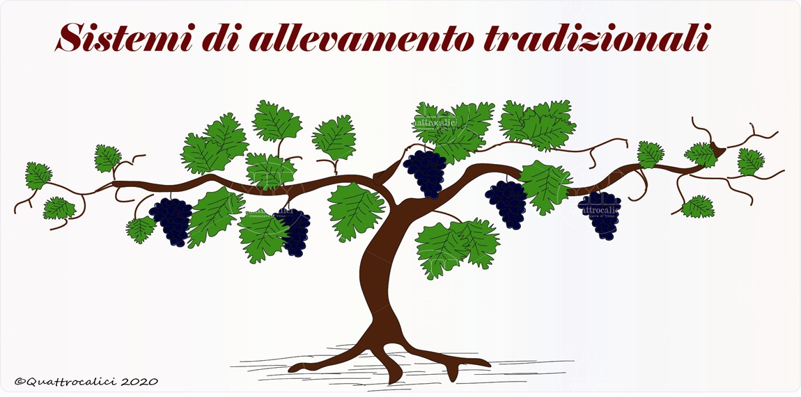 sistemi di allevamento tradizionali per la vit