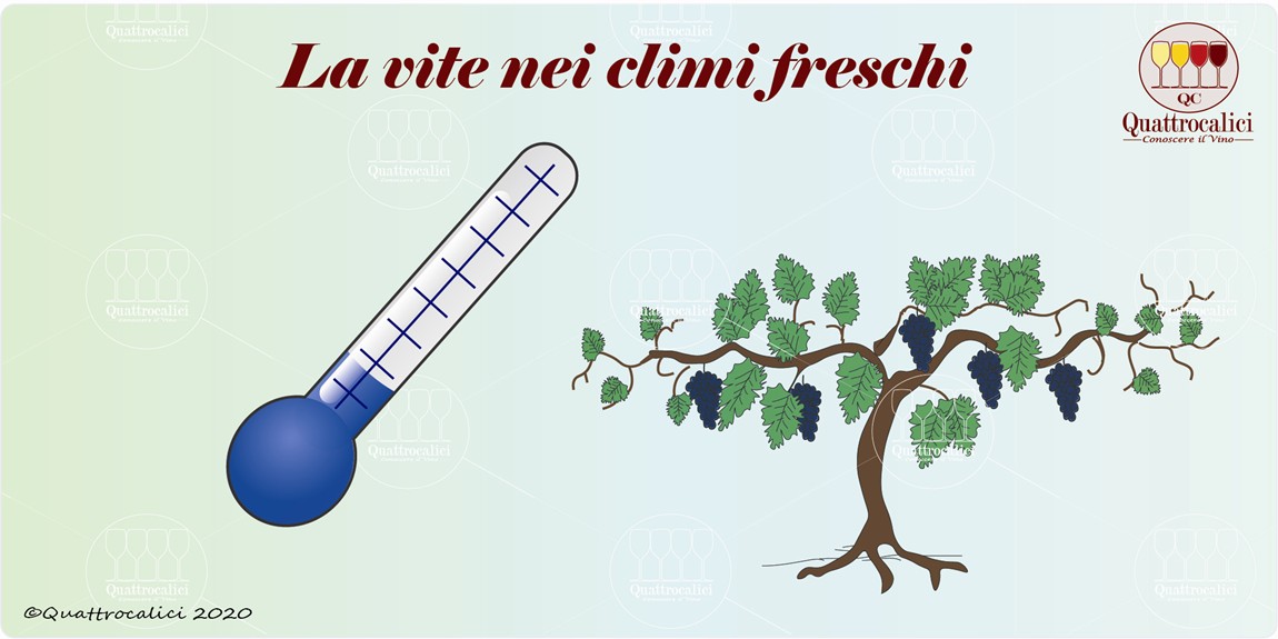 la vite e il clima fresco