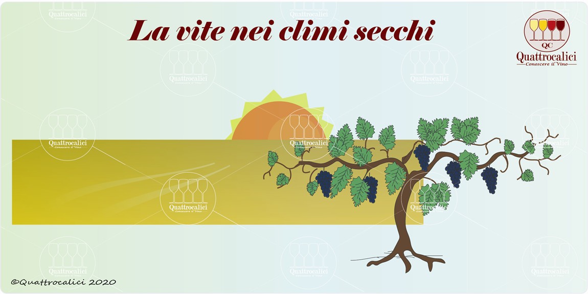 La vite e il clima secco