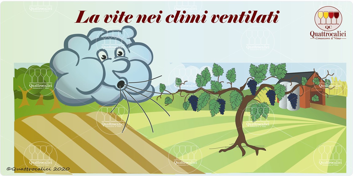 la vite e il clima ventilato