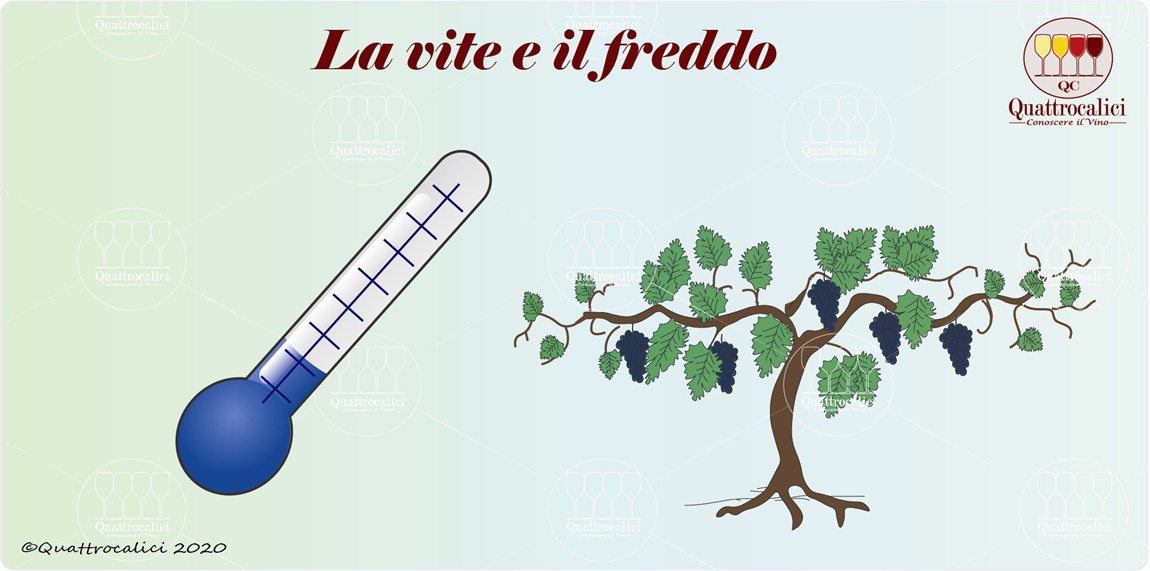 la vite e il freddo