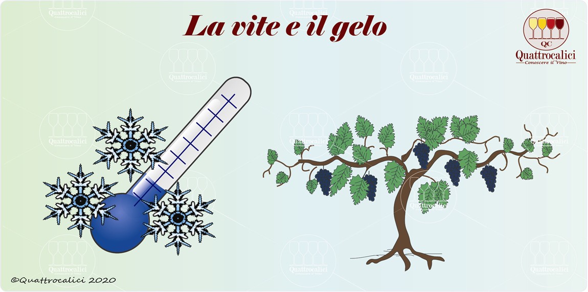 la vite e il gelo