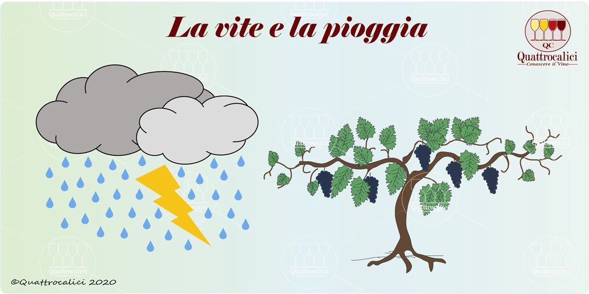 la vite e la pioggia