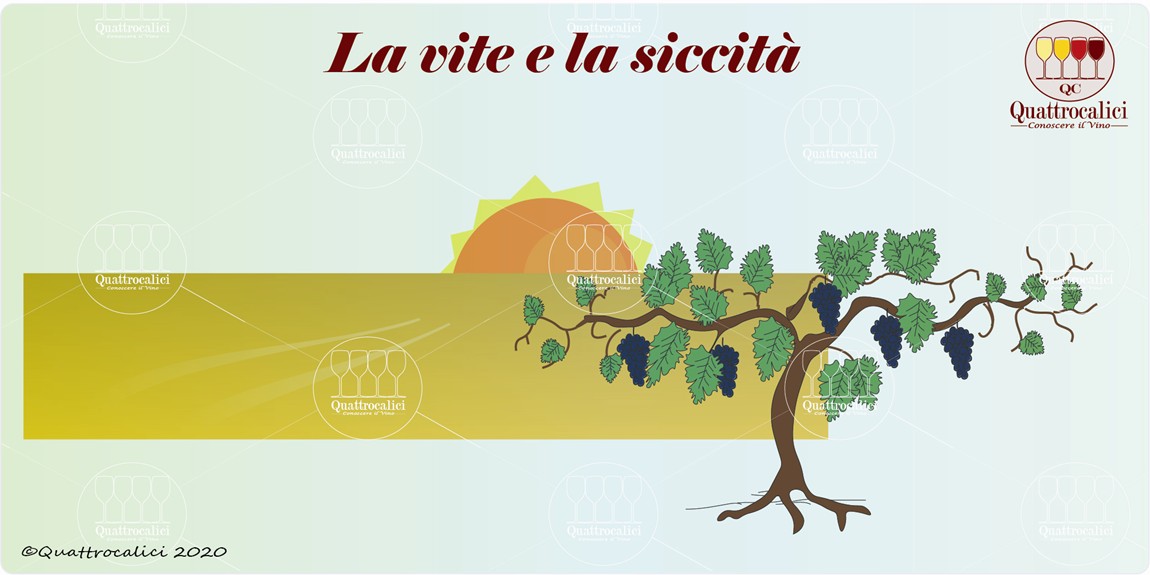 la vite e la siccità