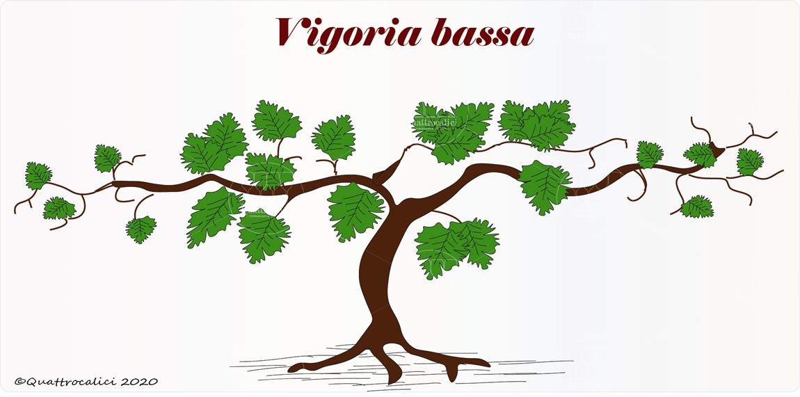 La bassa vigoria nella vite