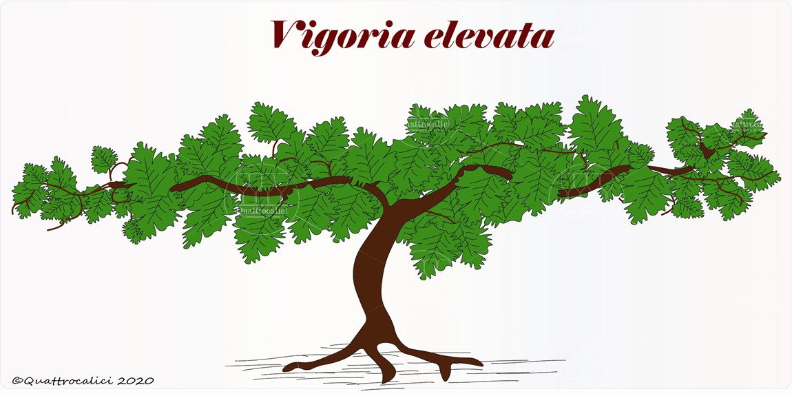 la vite e la vigoria elevata