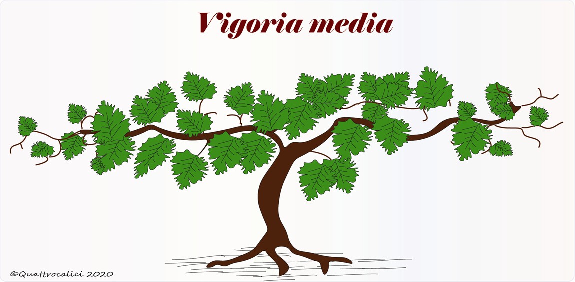 La vite e la vigoria moderata
