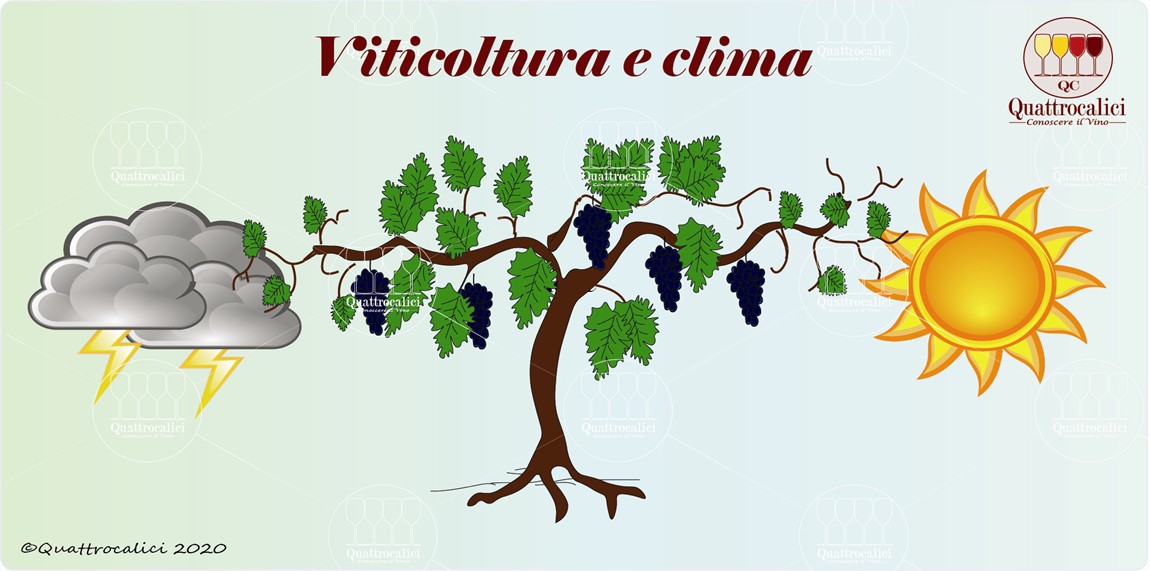 la viticoltura e il clima