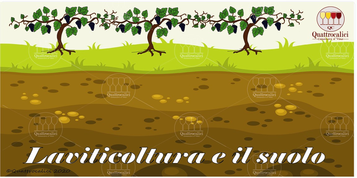 la viticoltura e il suolo