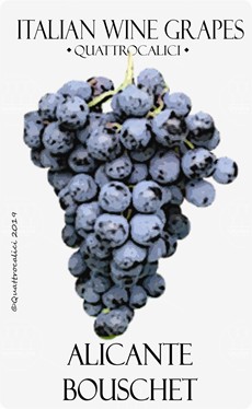 vitigno alicante bouschet