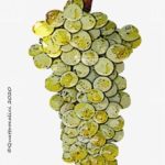 assyrtiko vitigno