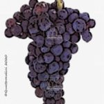 castelao vitigno