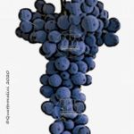 vitigno mencia