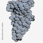 monastrell mourvedre vitigno
